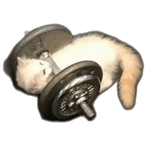 🐈‍⬛ Cat Cats 💕6 29