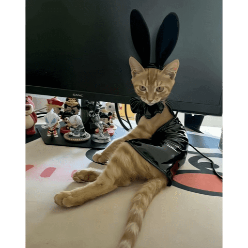 🐈‍⬛ Cat Cats 💕6 7