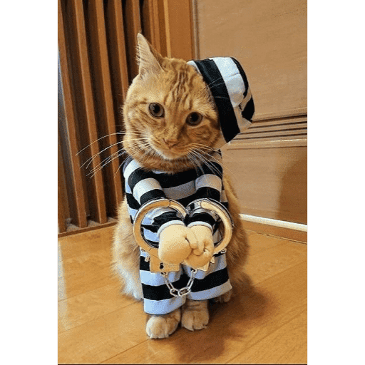 🐈‍⬛ Cat Cats 💕6 20