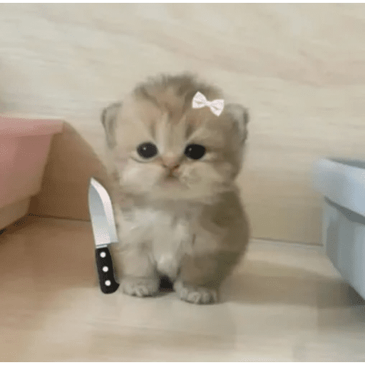 🐈‍⬛ Cat Cats 💕6 15