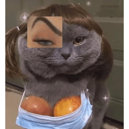 🐈‍⬛ Cat Cats 💕6 10