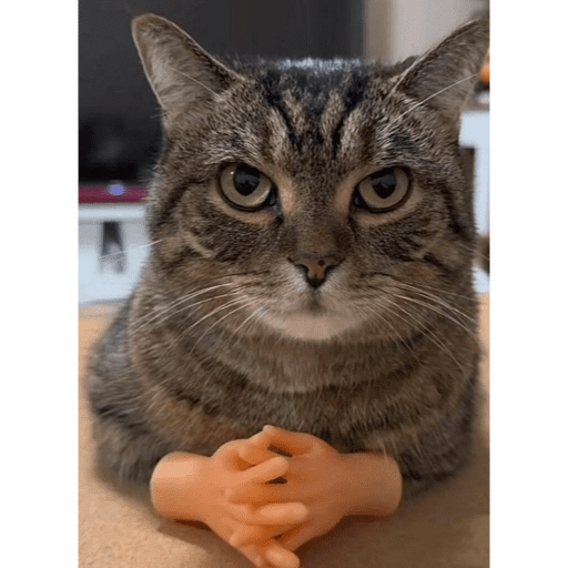 🐈‍⬛ Cat Cats 💕6 5