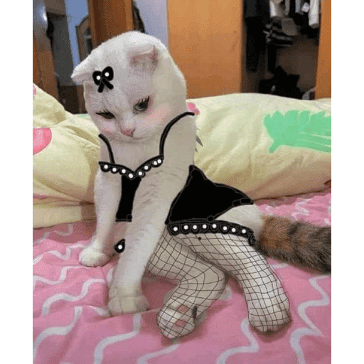 🐈‍⬛ Cat Cats 💕6 12
