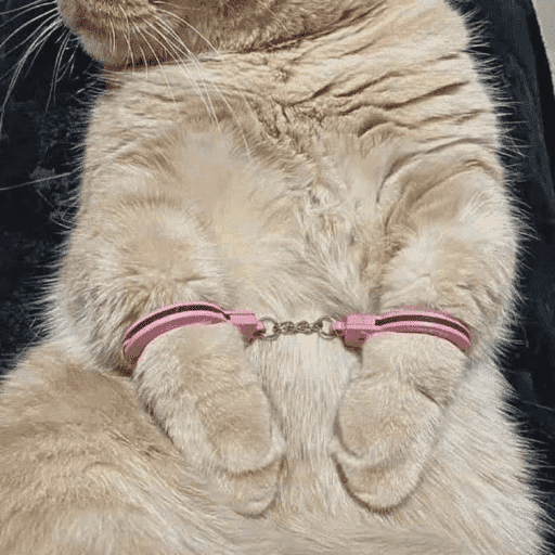 🐈‍⬛ Cat Cats 💕6 21