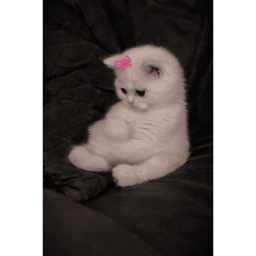 🐈‍⬛ Cat Cats 💕6 16