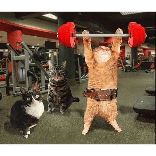🐈‍⬛ Cat Cats 💕6 26
