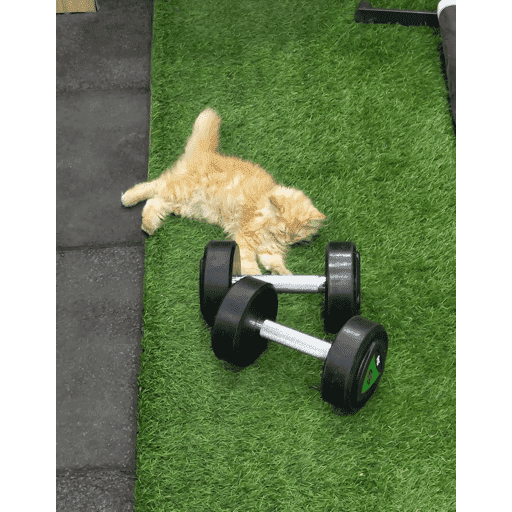 🐈‍⬛ Cat Cats 💕6 27