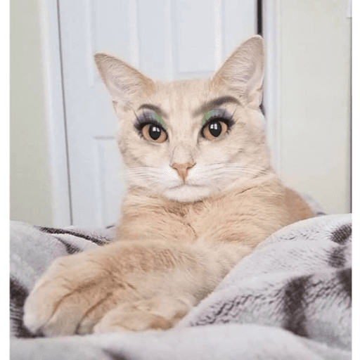🐈‍⬛ Cat Cats 💕6 1