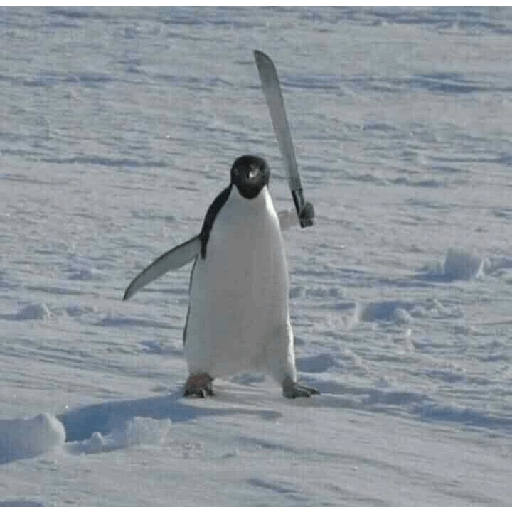 Pingüino armado