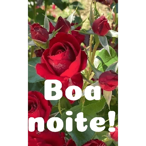 Boa noite 88 3