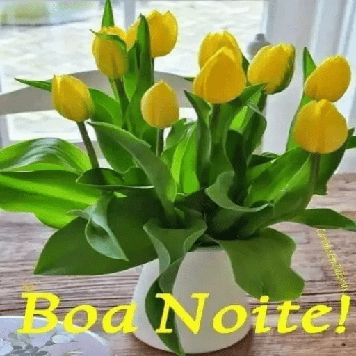 Boa noite 88 4