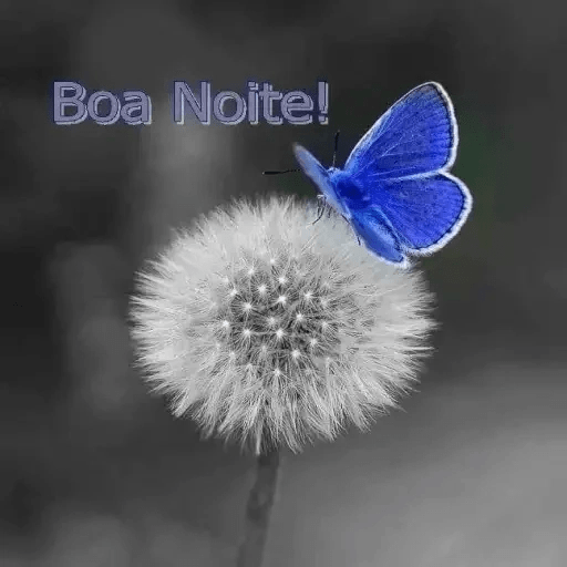 Boa noite 88 6