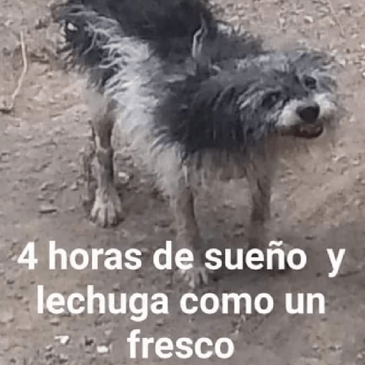 MEMES CUTE😊😆 12