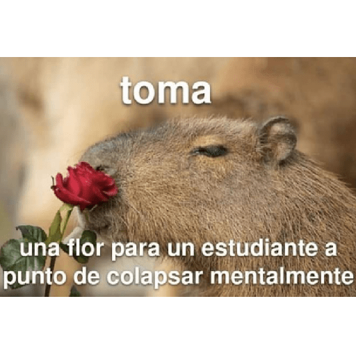 MEMES CUTE😊😆 13