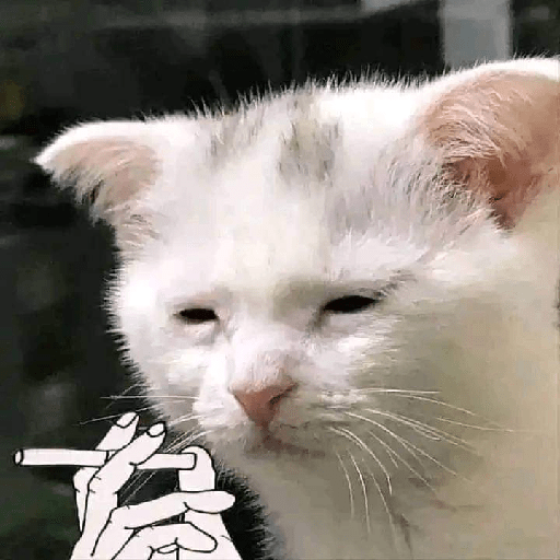 MEMES CUTE😊😆 26