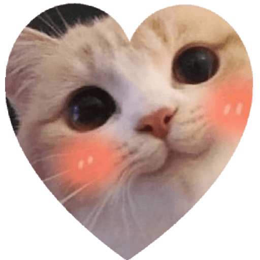 MEMES CUTE😊😆 1