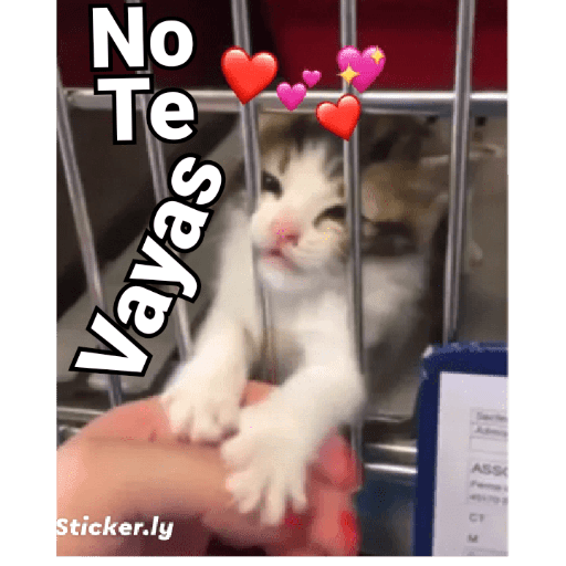 MEMES CUTE😊😆 6