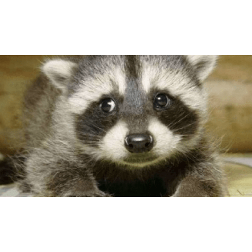 Mapaches uwu 5