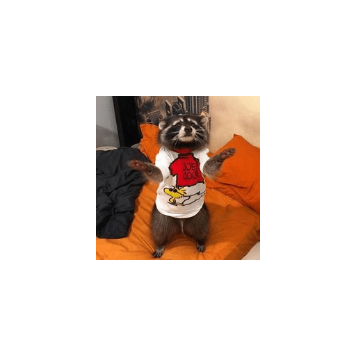 Mapaches uwu 14