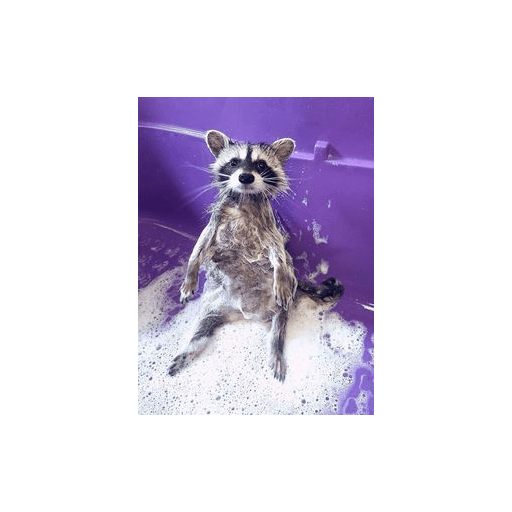 Mapaches uwu 16