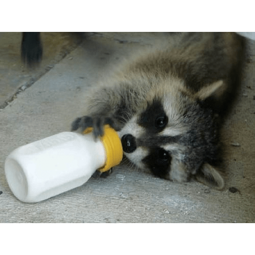 Mapaches uwu 6