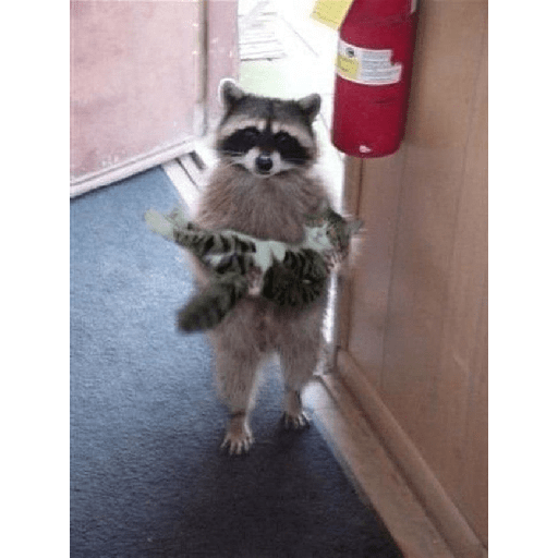 Mapaches uwu 15