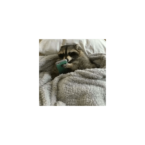 Mapaches uwu 3