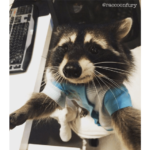 Mapaches uwu 13