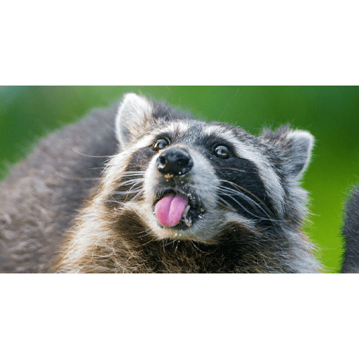 Mapaches uwu 8