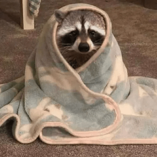 Mapaches uwu 4