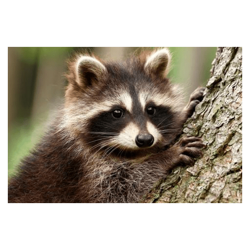 Mapaches uwu 7