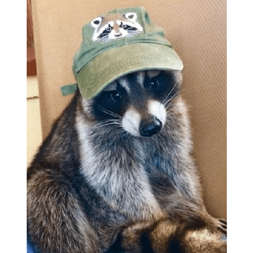 Mapaches uwu 2