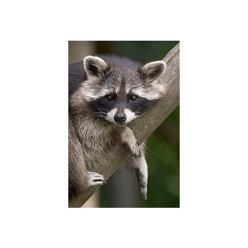 Mapaches uwu 11