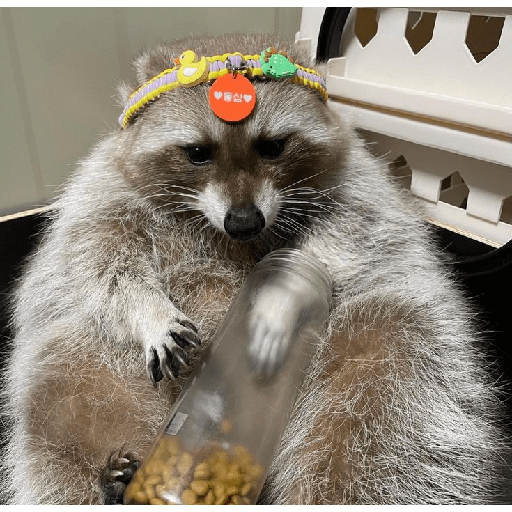 Mapaches uwu 12