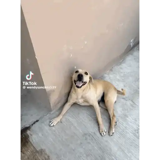 Chango 2