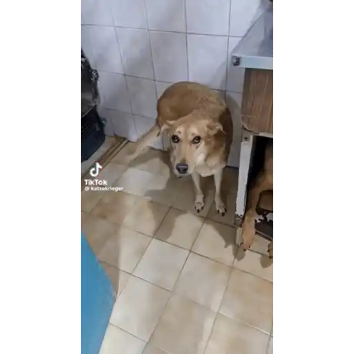 Chango 8