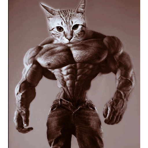 Gatos  3