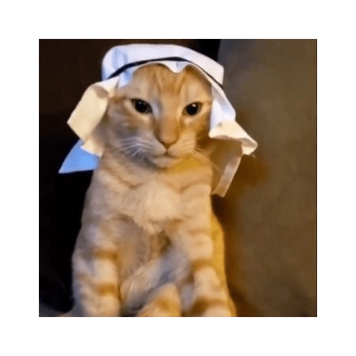 Gatos  4