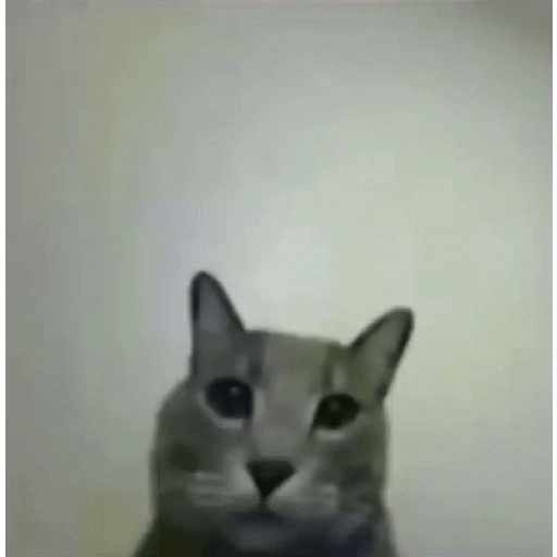 Gatos  5