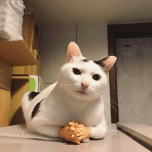 Gatos  6