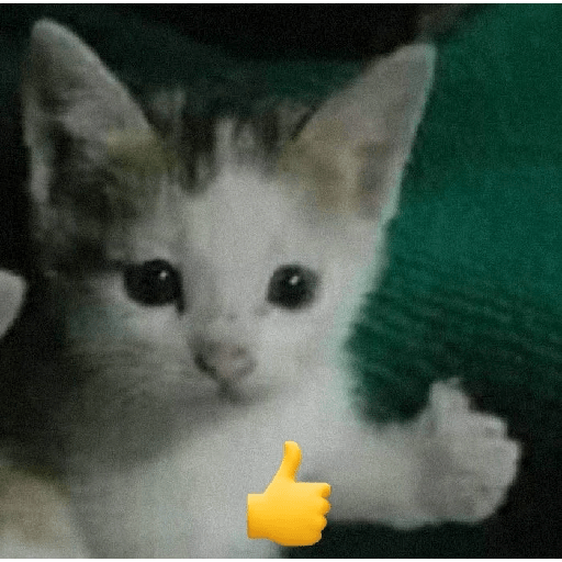 Gatos  8