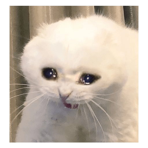Gatos  9