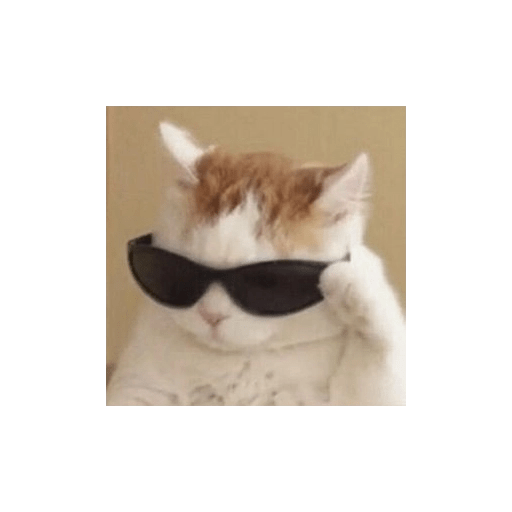Gatos  11