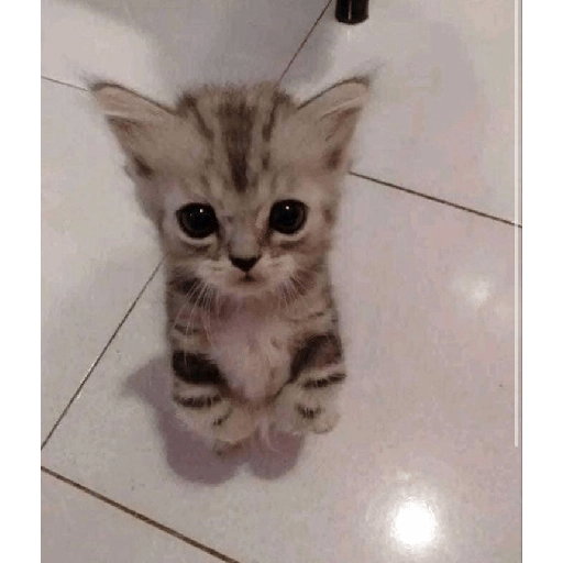 Gatos  12