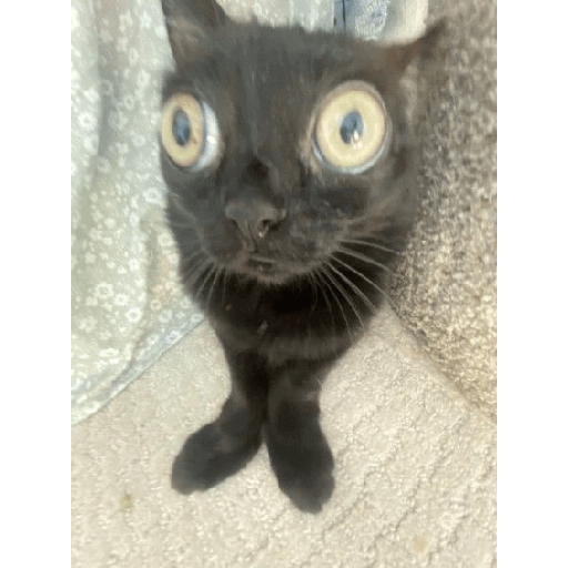 Gatos  14