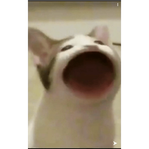 Gatos  15