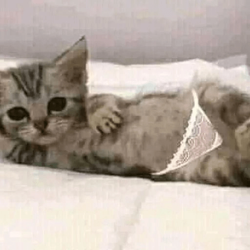 Gatos  18