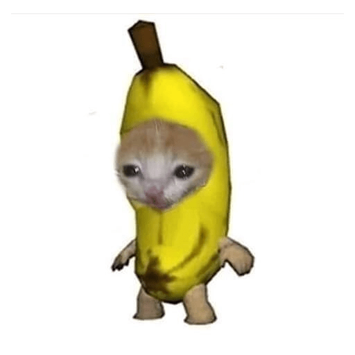 Gatos  20