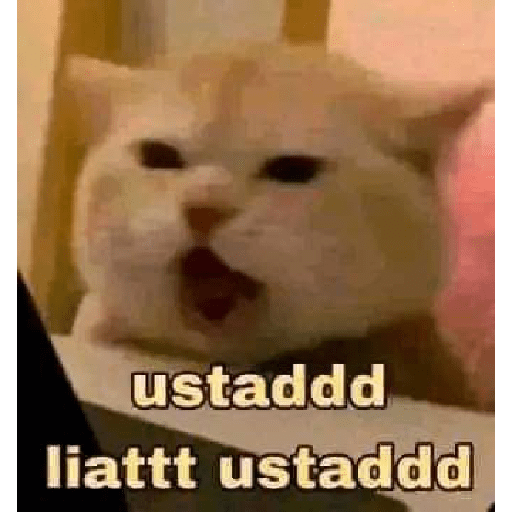Meme fresh random_3 16