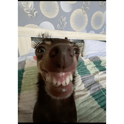 Xddd 13